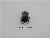 藏品(黑雪隱金龜)的圖片